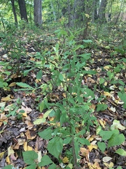 Daphne mezereum