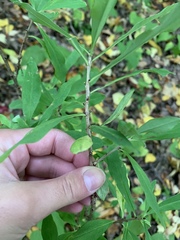 Daphne mezereum