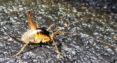 Diestrammena unicolor