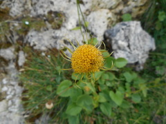 Doronicum columnae