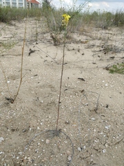 Erysimum virgatum