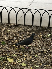 Columba livia domestica