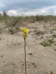 Erysimum virgatum