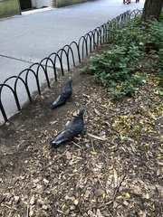 Columba livia domestica