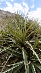 Puya aequatorialis