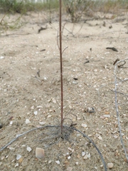 Erysimum virgatum