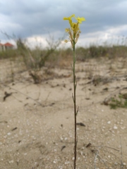Erysimum virgatum