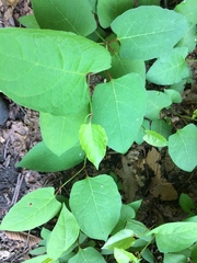 Reynoutria × bohemica