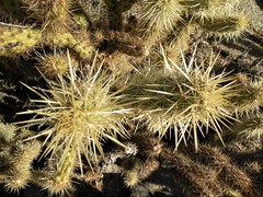 Cylindropuntia wolfii