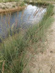 Calamagrostis pseudophragmites