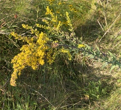 Solidago juliae