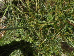 Mutellina purpurea