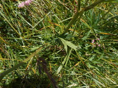 Mutellina purpurea