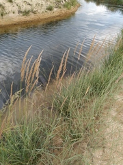 Calamagrostis pseudophragmites