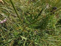 Mutellina purpurea