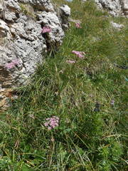 Mutellina purpurea
