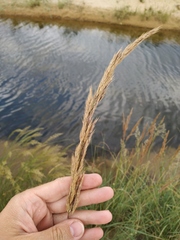 Calamagrostis pseudophragmites