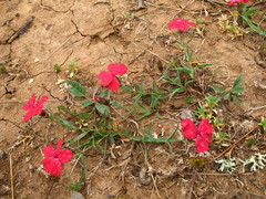 Dianthus vladimirii