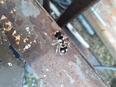 Hoplomutilla insignis