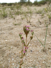 Centaurium erythraea turcicum