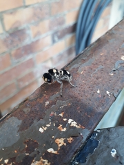 Hoplomutilla insignis