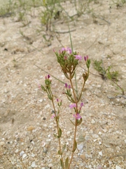 Centaurium erythraea turcicum