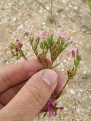 Centaurium erythraea turcicum