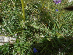 Cirsium spinosissimum