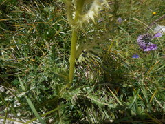 Cirsium spinosissimum