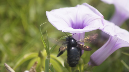 photo of (Neoxylocopa)