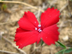 Dianthus vladimirii