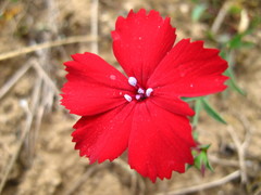 Dianthus vladimirii