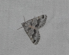 Macaria pallipennata