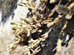 Cylindropuntia wolfii