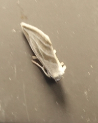 Plagiomimicus tepperi