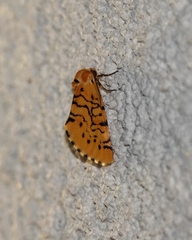Chrysoecia atrolinea