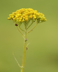 Senecio deformis