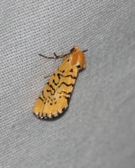 Chrysoecia atrolinea