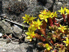 Balaustium