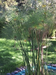 Cyperus papyrus