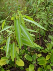 Codariocalyx motorius