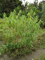 Codariocalyx motorius