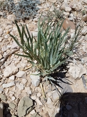 Asclepias brachystephana