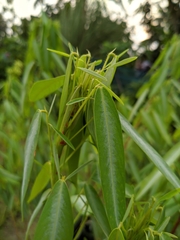 Codariocalyx motorius