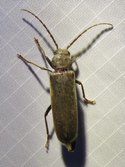 Arhopalus rusticus