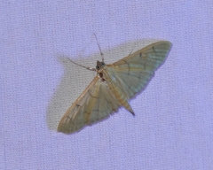 Psara dryalis