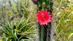 Borzicactus sepium