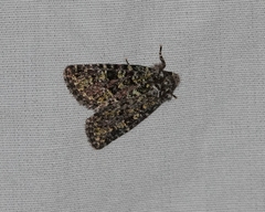 Paramiana smaragdina