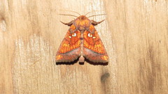 Papaipema leucostigma