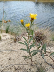 Pentanema sabuletorum